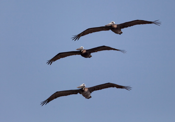 Pelecanus occidentalis Pelecanidae