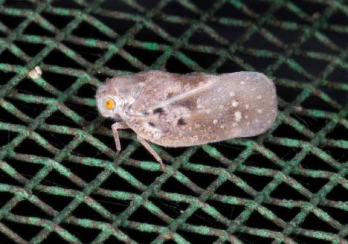 Metcalfa pruinosa Flatidae