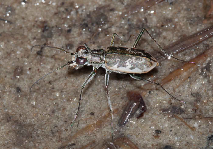 Ellipsoptera marginata Carabidae