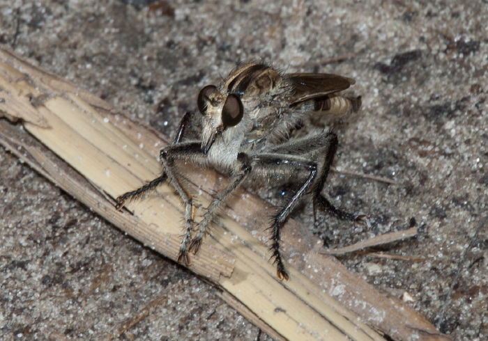 Triorla interrupta Asilidae