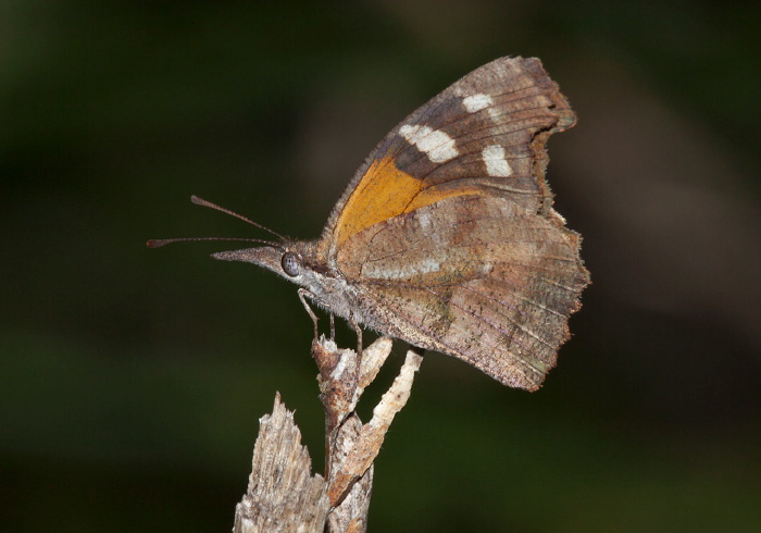 Libytheana carinenta Nymphalidae