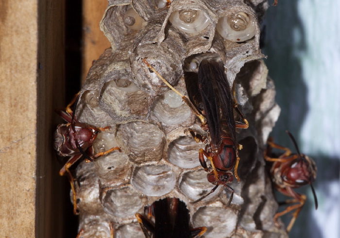 Polistes metricus Vespidae