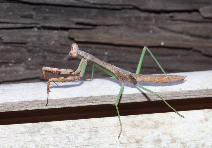 Stagmomantis carolina Mantidae