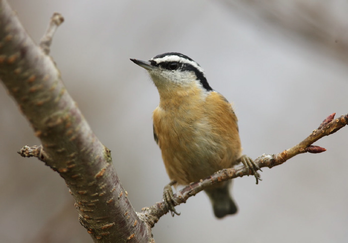 Sitta canadensis Sittidae