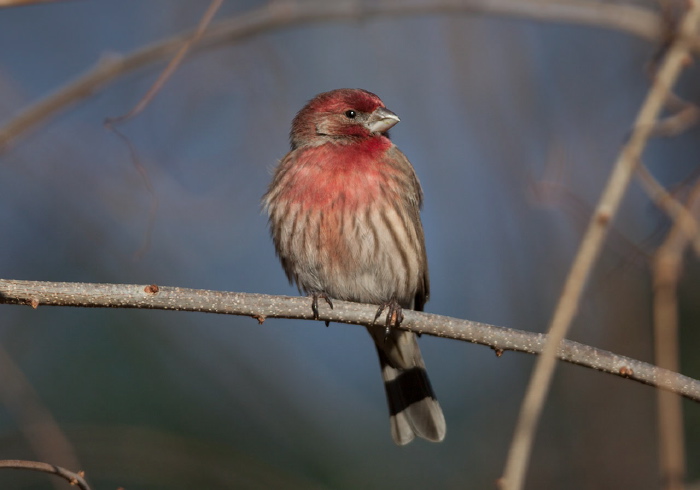 Haemorhous mexicanus Fringillidae