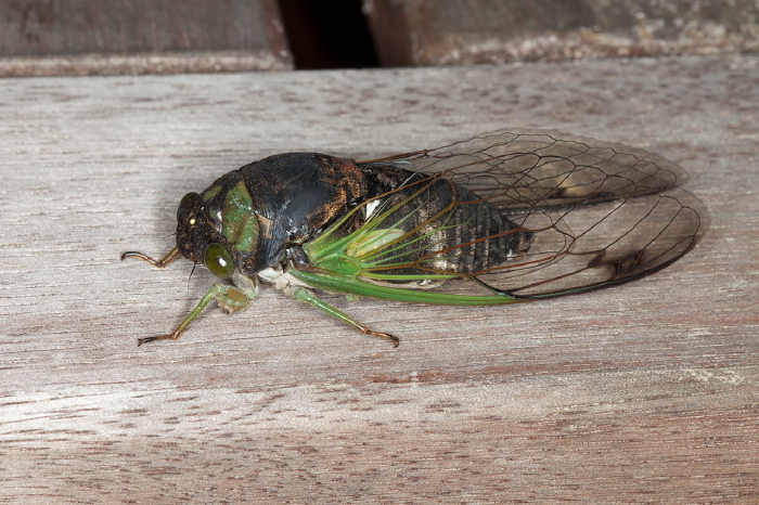 Tibicen tibicen Cicadidae