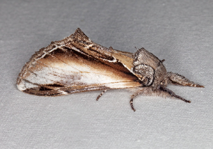 Pheosia rimosa Notodontidae