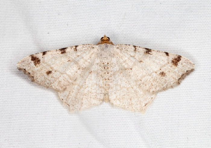 Macaria bisignata Geometridae