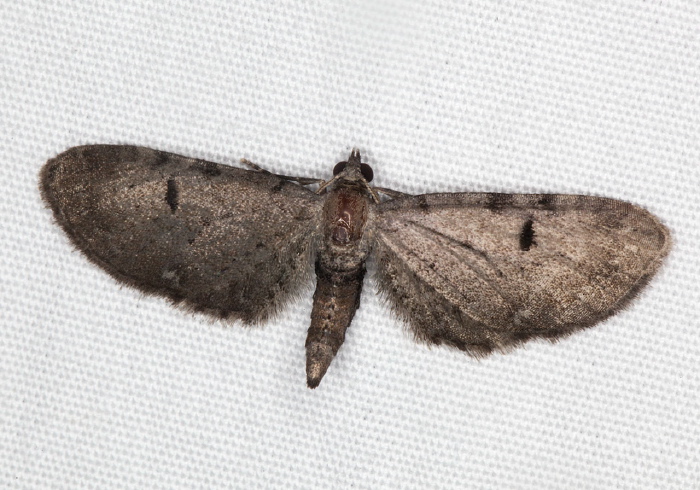 Eupithecia absinthiata Geometridae