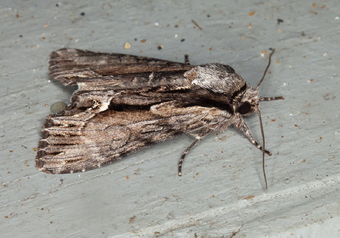 Hyppa xylinoides Noctuidae