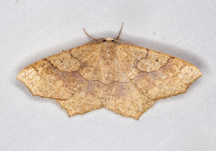 Besma quercivoraria Geometridae