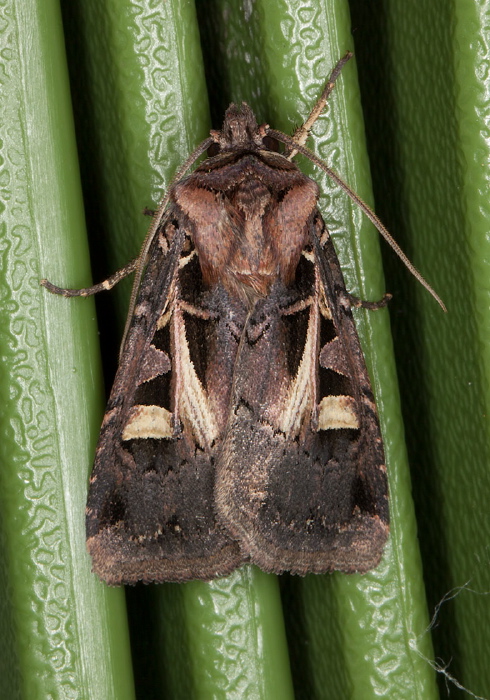 Feltia herilis Noctuidae