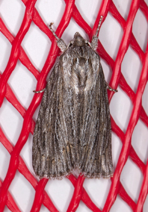 Acronicta lithospila Noctuidae