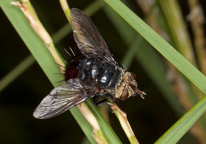 Archytas (Nemochaeta) metallicus Tachinidae