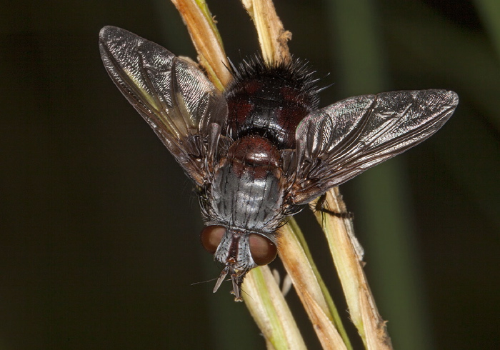   Tachinidae