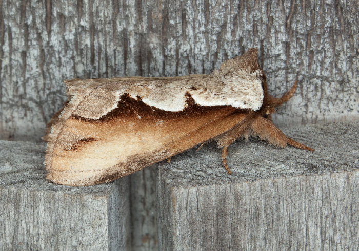 Nerice bidentata Notodontidae