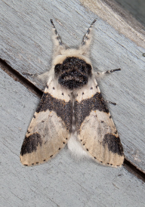 Furcula borealis Notodontidae