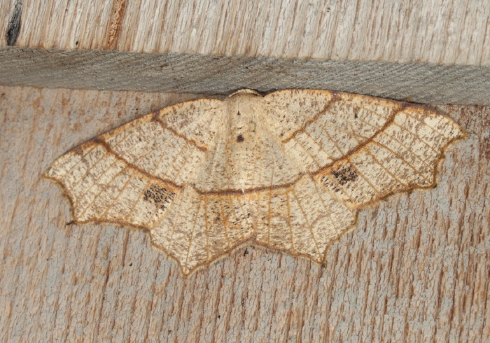 Besma quercivoraria Geometridae