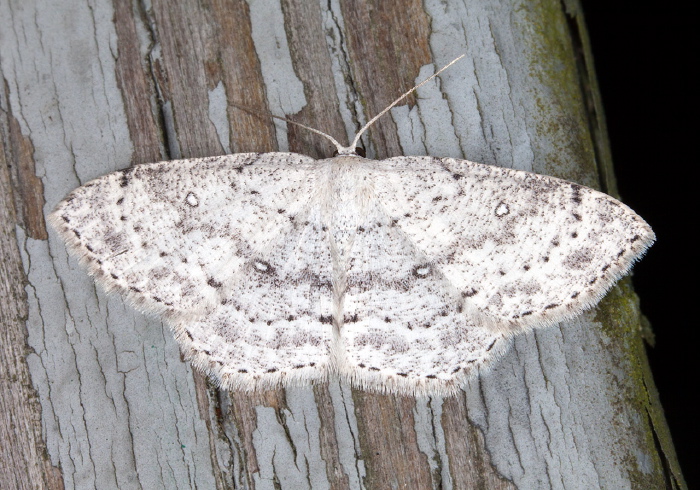 Cyclophora pendulinaria Geometridae