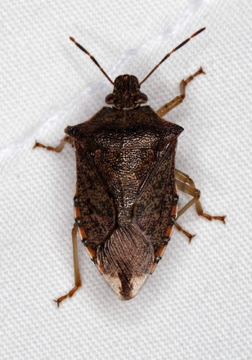 Podisus maculiventris Pentatomidae