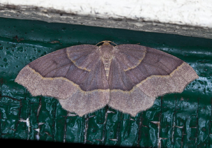 Lambdina fiscellaria Geometridae