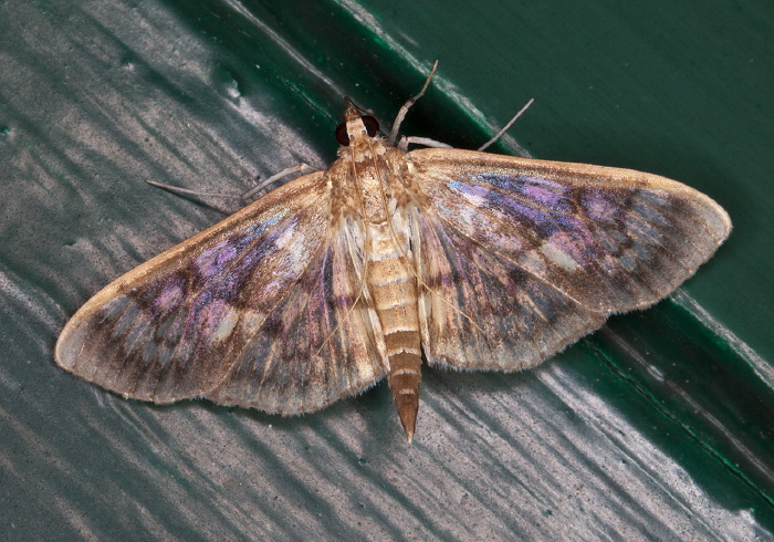 Herpetogramma thestialis? Crambidae