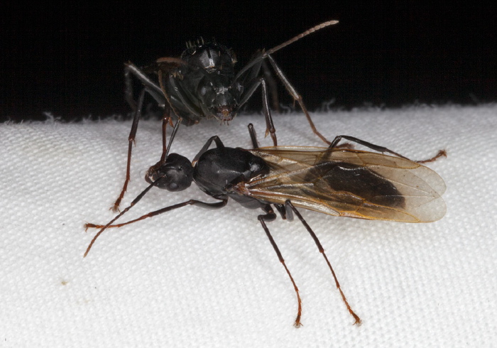 Camponotus sp. Formicidae