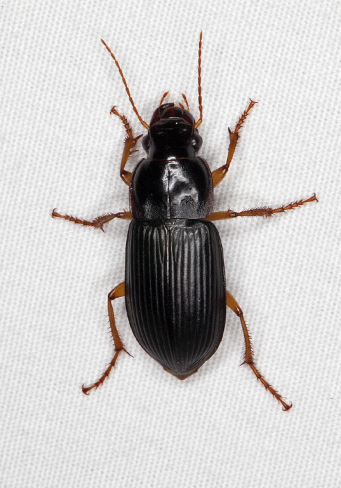 Harpalus pensylvanicus Carabidae