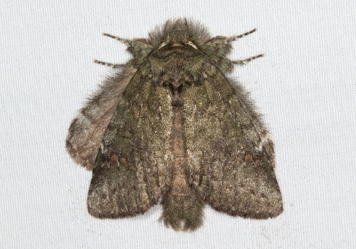 Heterocampa guttivitta Notodontidae