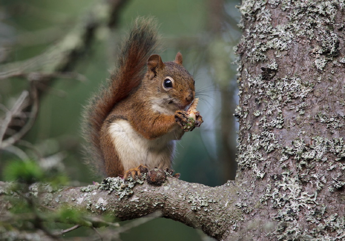 Tamiasciurus hudsonicus Sciuridae