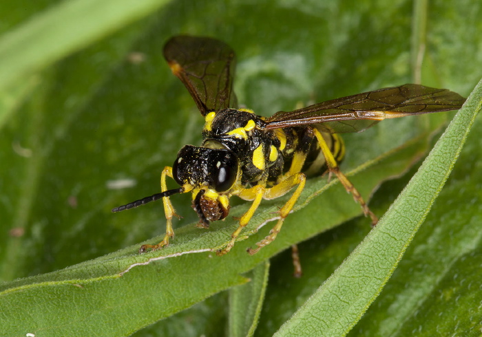 Tenthredo basilaris Tenthredinidae