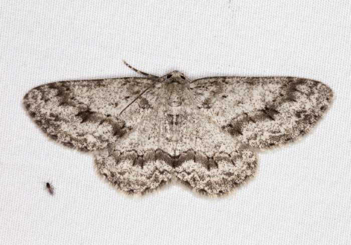 Ectropis crepuscularia Geometridae