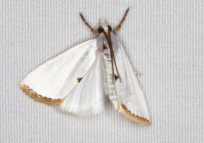 Urola nivalis Crambidae