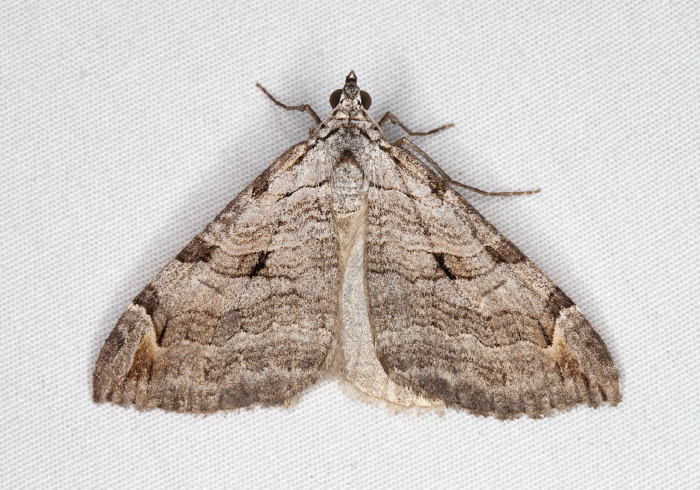 Aplocera plagiata Geometridae