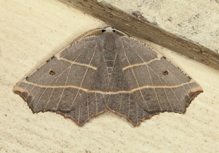 Metanema inatomaria Geometridae