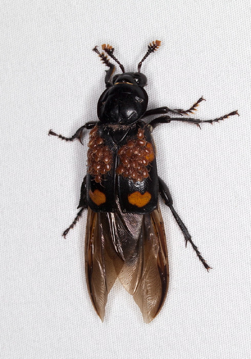 Nicrophorus orbicollis Silphidae