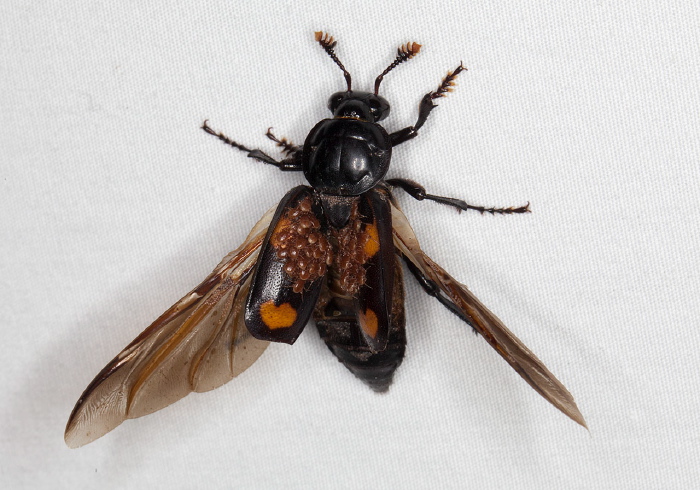 Nicrophorus orbicollis Silphidae