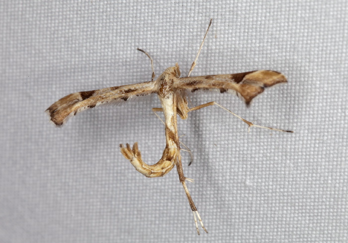 Platyptilia carduidactylus Pterophoridae