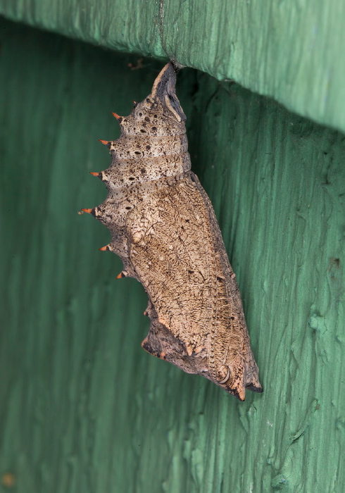 Nymphalis antiopa Nymphalidae