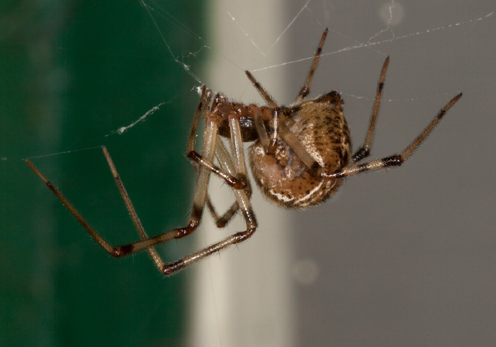 Parasteatoda tepidariorum? Theridiidae