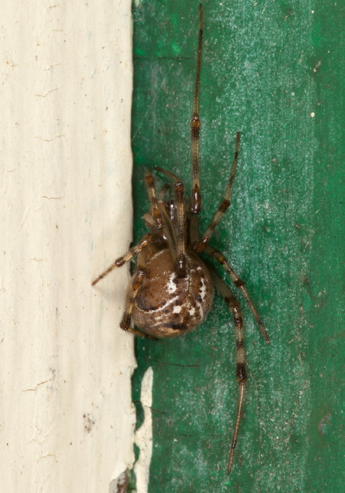 Parasteatoda tepidariorum? Theridiidae