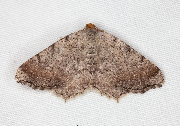 Macaria cf. minorata Geometridae