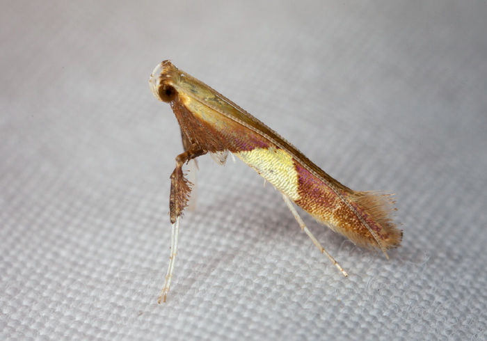 Caloptilia packardella Gracillariidae