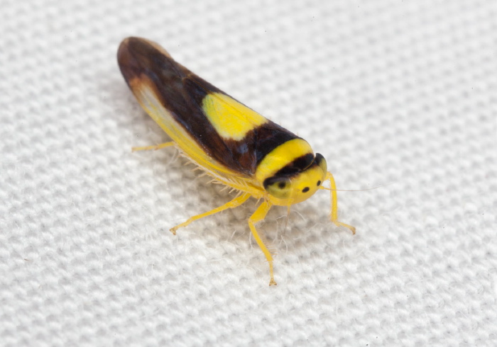 Colladonus clitellarius Cicadellidae