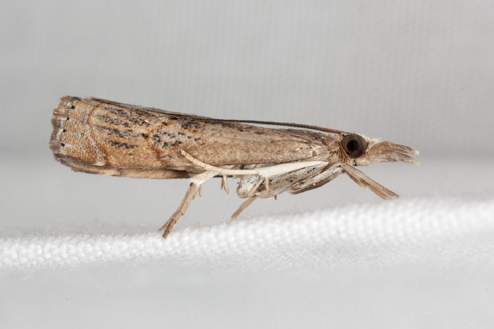 Parapediasia teterrella Crambidae