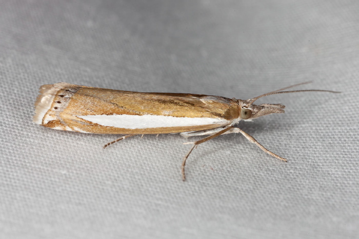 Crambus praefectellus Crambidae