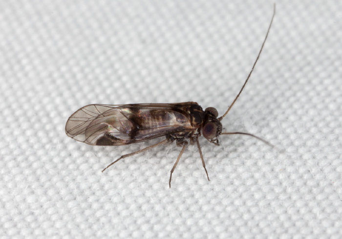 Indiopsocus bisignatus Psocidae
