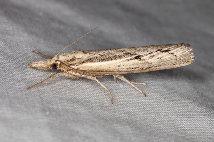 Pediasia trisecta Crambidae