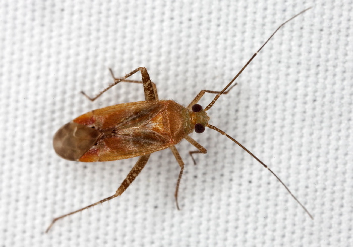 Phytocoris sp. Miridae