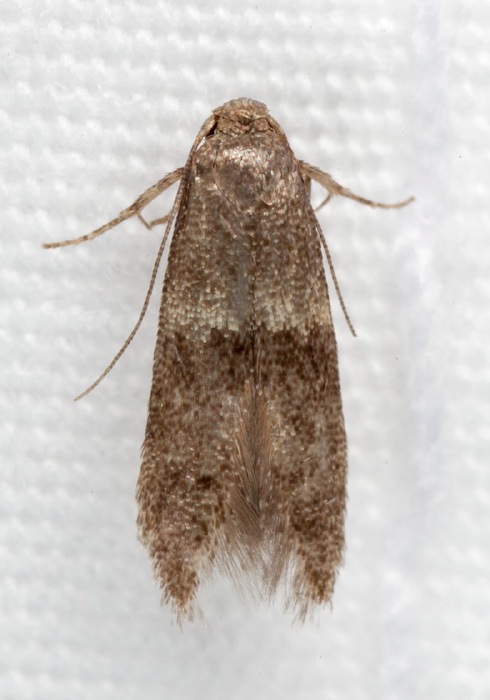 Pigritia sp. Blastobasidae